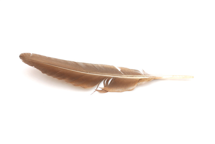 Pluma