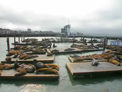 Leones Marinos en el Embarcadero 39